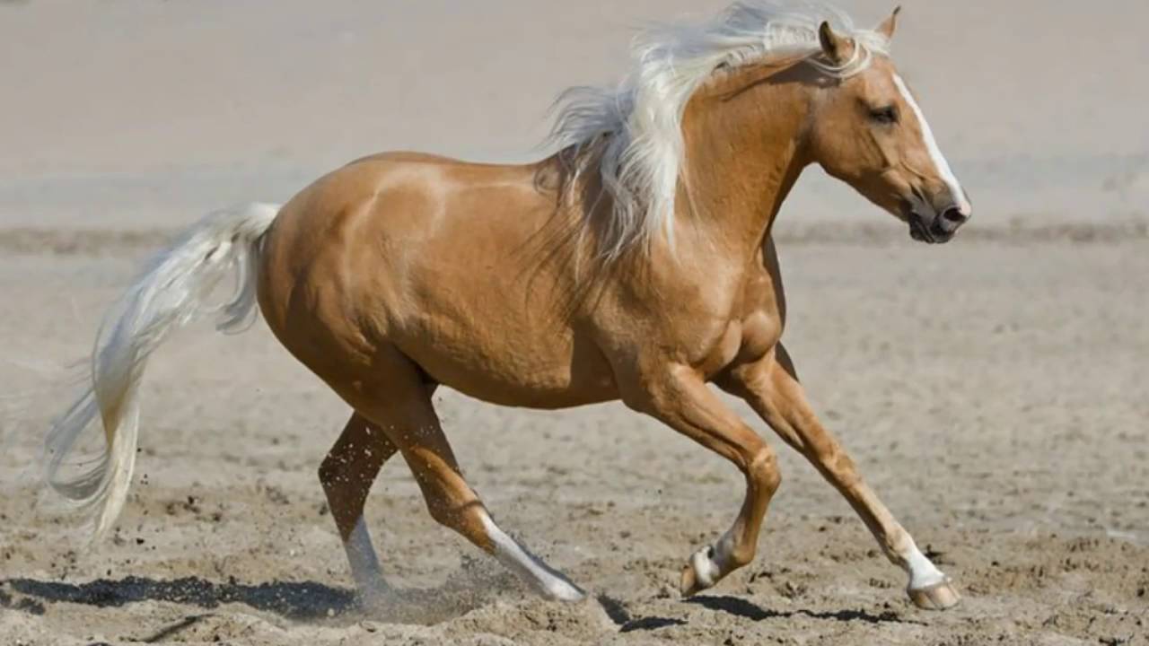 Palomino Horses